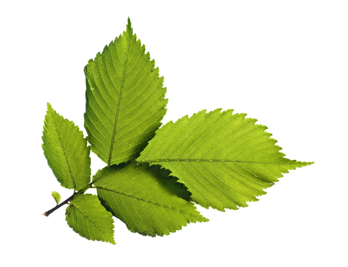 Fresh Green Leafs Transparent PNG Image