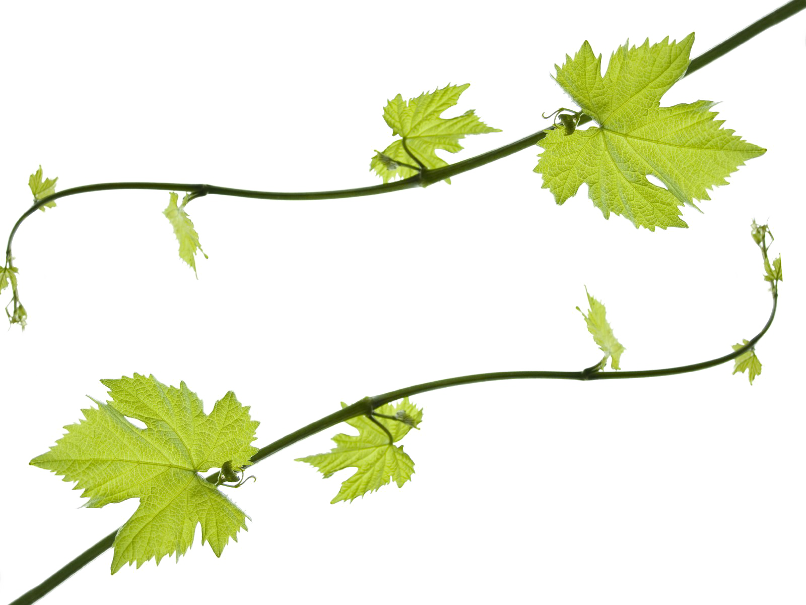 Vine Leaf Grape Transparent PNG Image