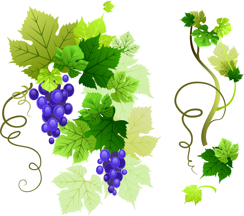 Vine Leaf Grape Transparent PNG Image