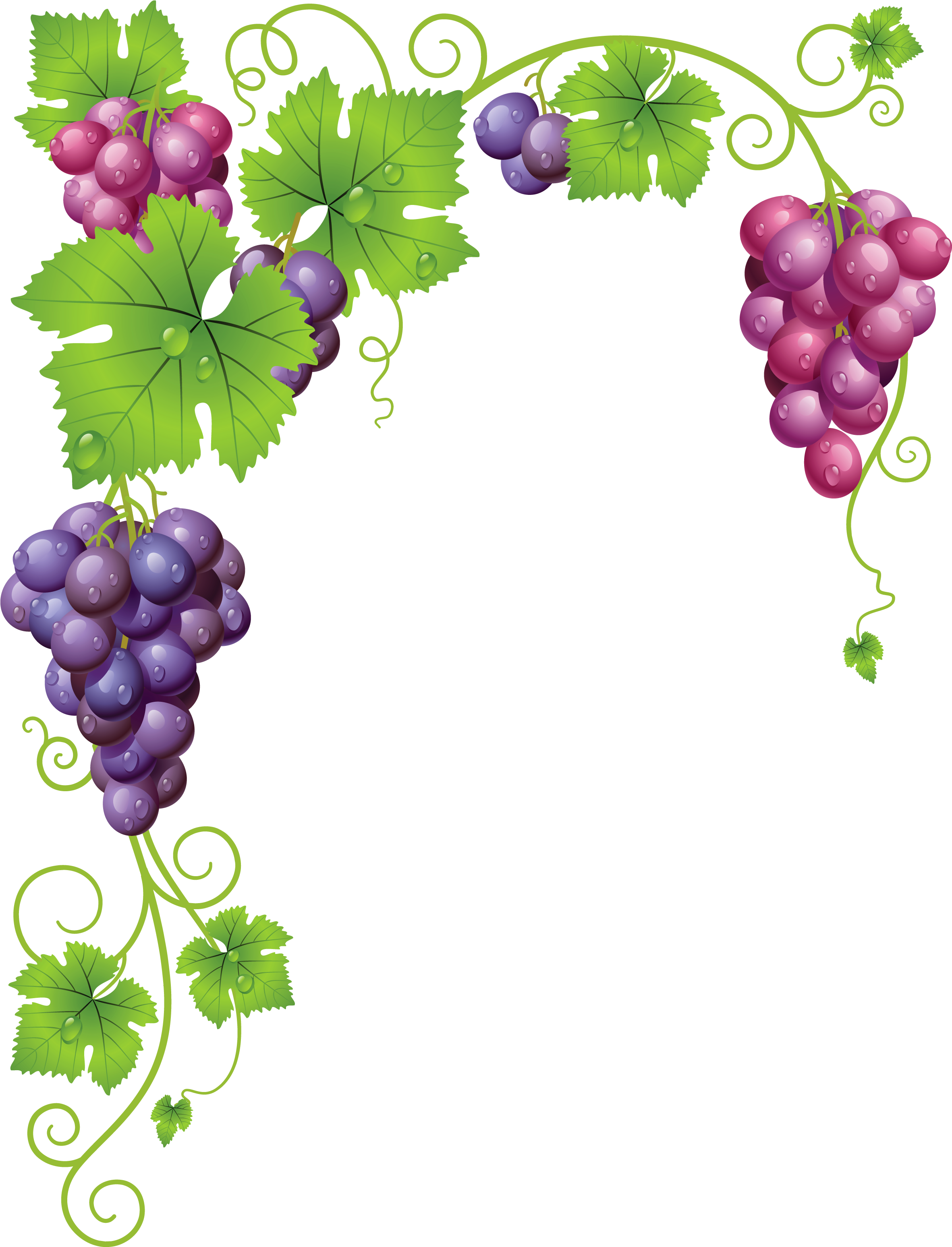 Vine Leaf Grape Transparent PNG Image