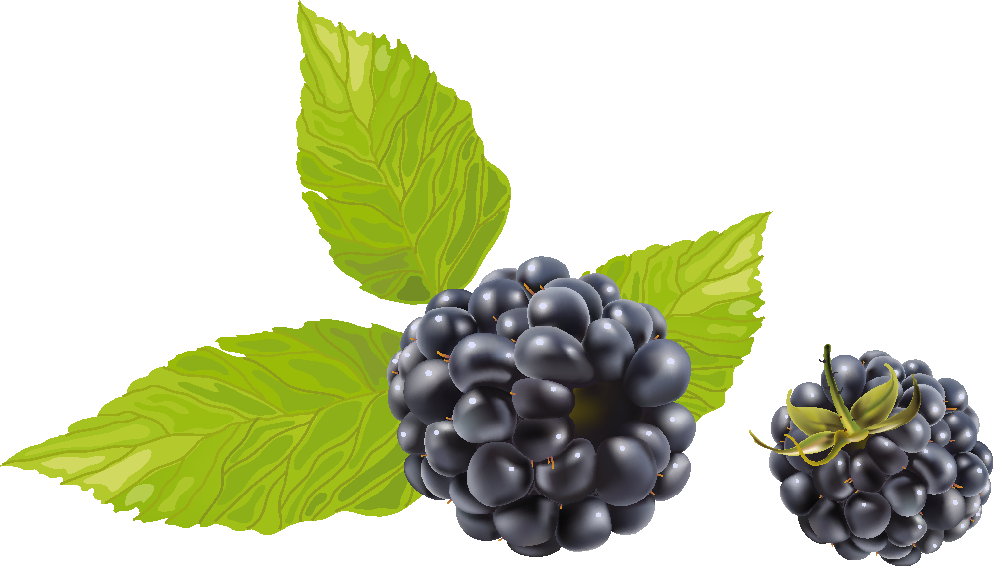 Vine Leaf Grape Transparent PNG Image