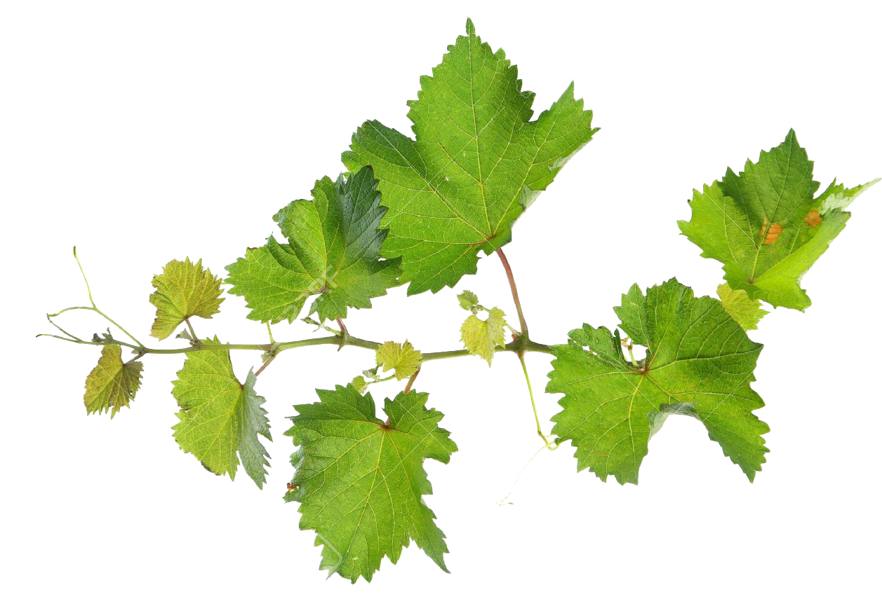 Vine Leaf Grape Transparent PNG Image