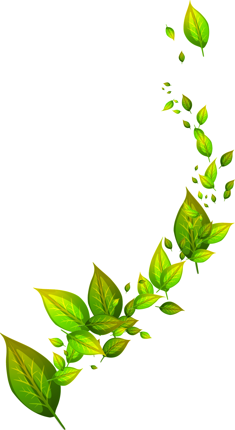 Green Leafs Transparent PNG Image