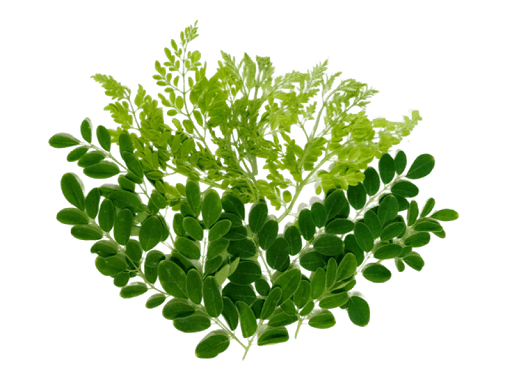 Green Leafs Transparent PNG Image