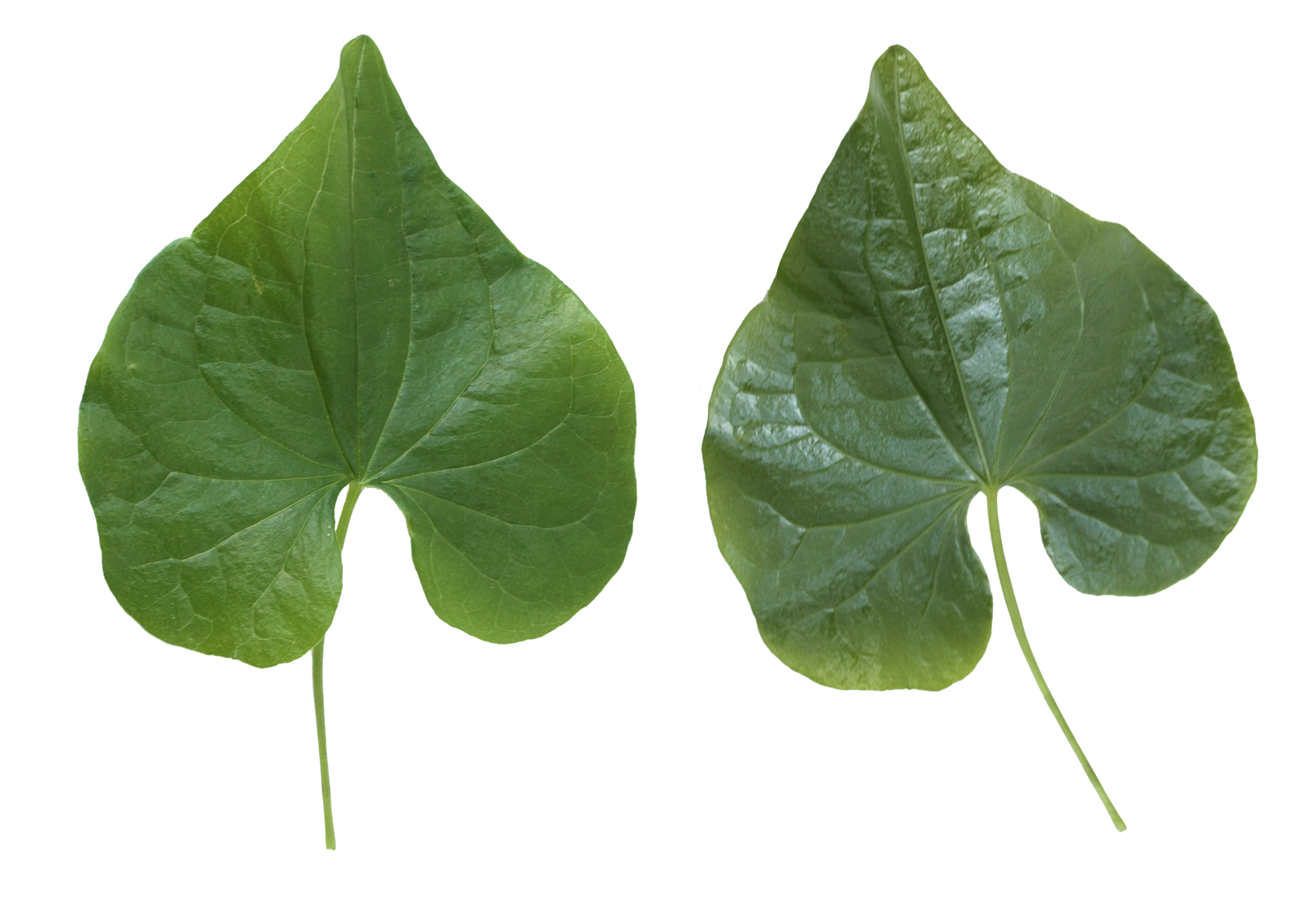 Green Leafs Transparent PNG Image