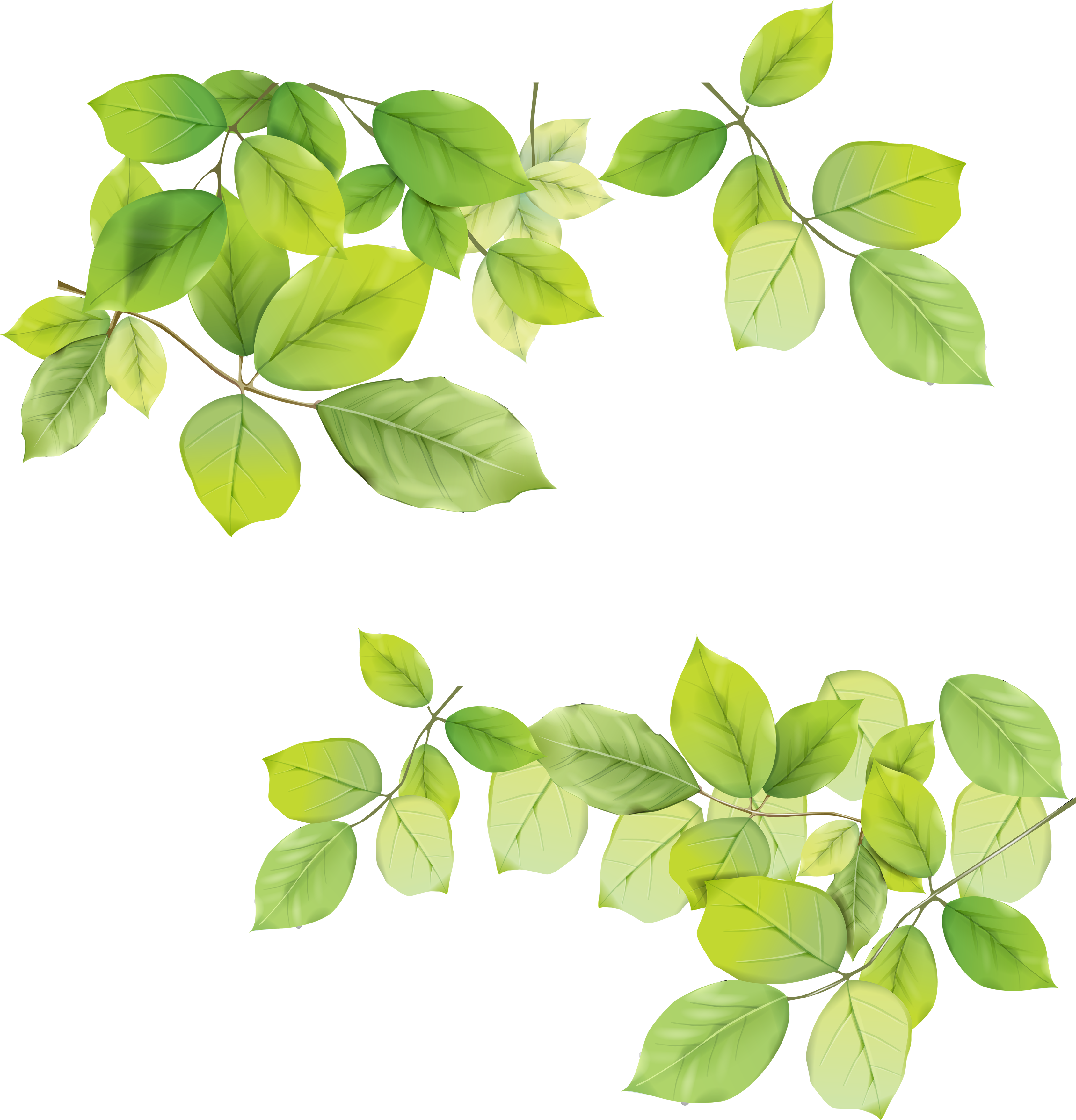 Green Leafs Transparent PNG Image