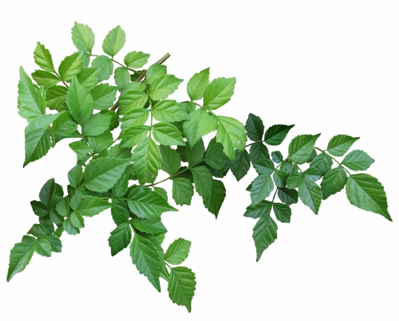 Green Organic Leafs Transparent PNG Image