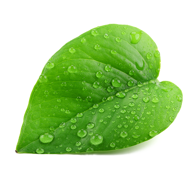 Green Organic Leafs Transparent PNG Image