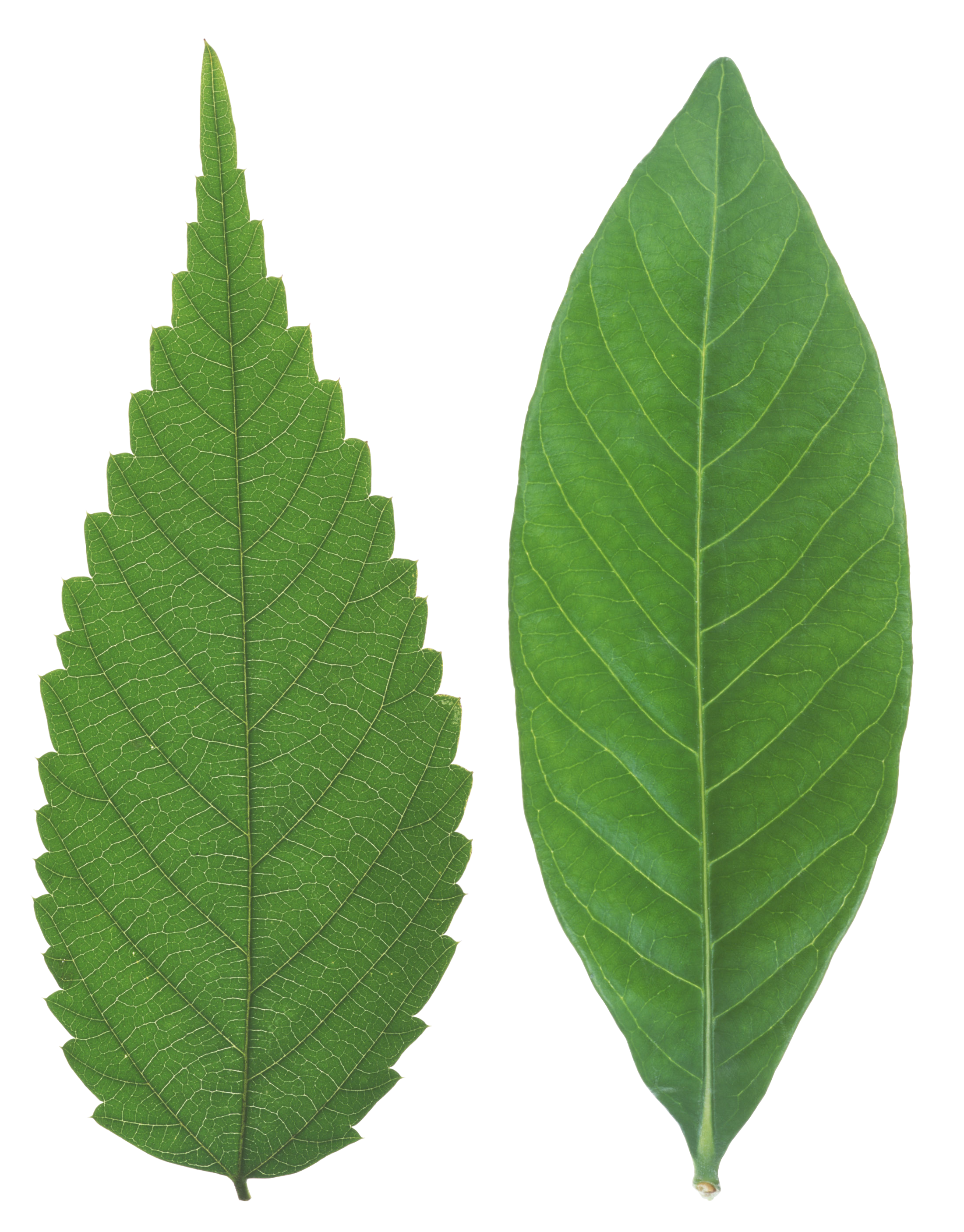 Green Organic Leafs Transparent PNG Image