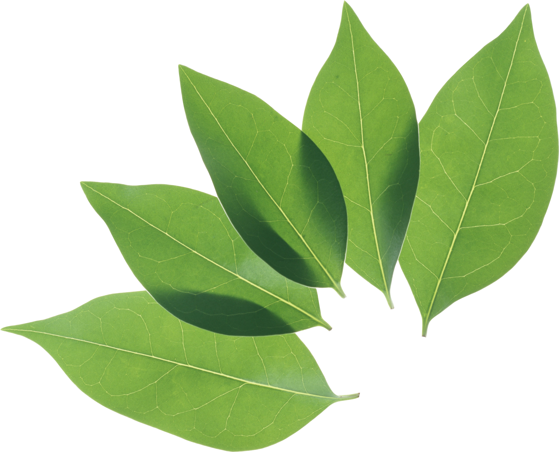 Green Organic Leafs Transparent PNG Image