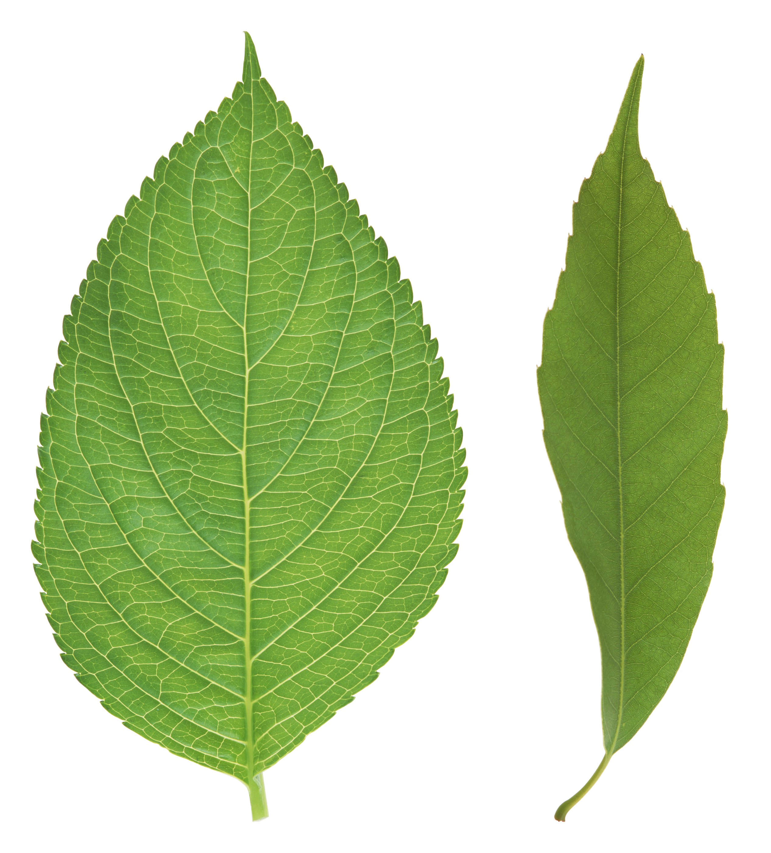 Green Organic Leafs Transparent PNG Image
