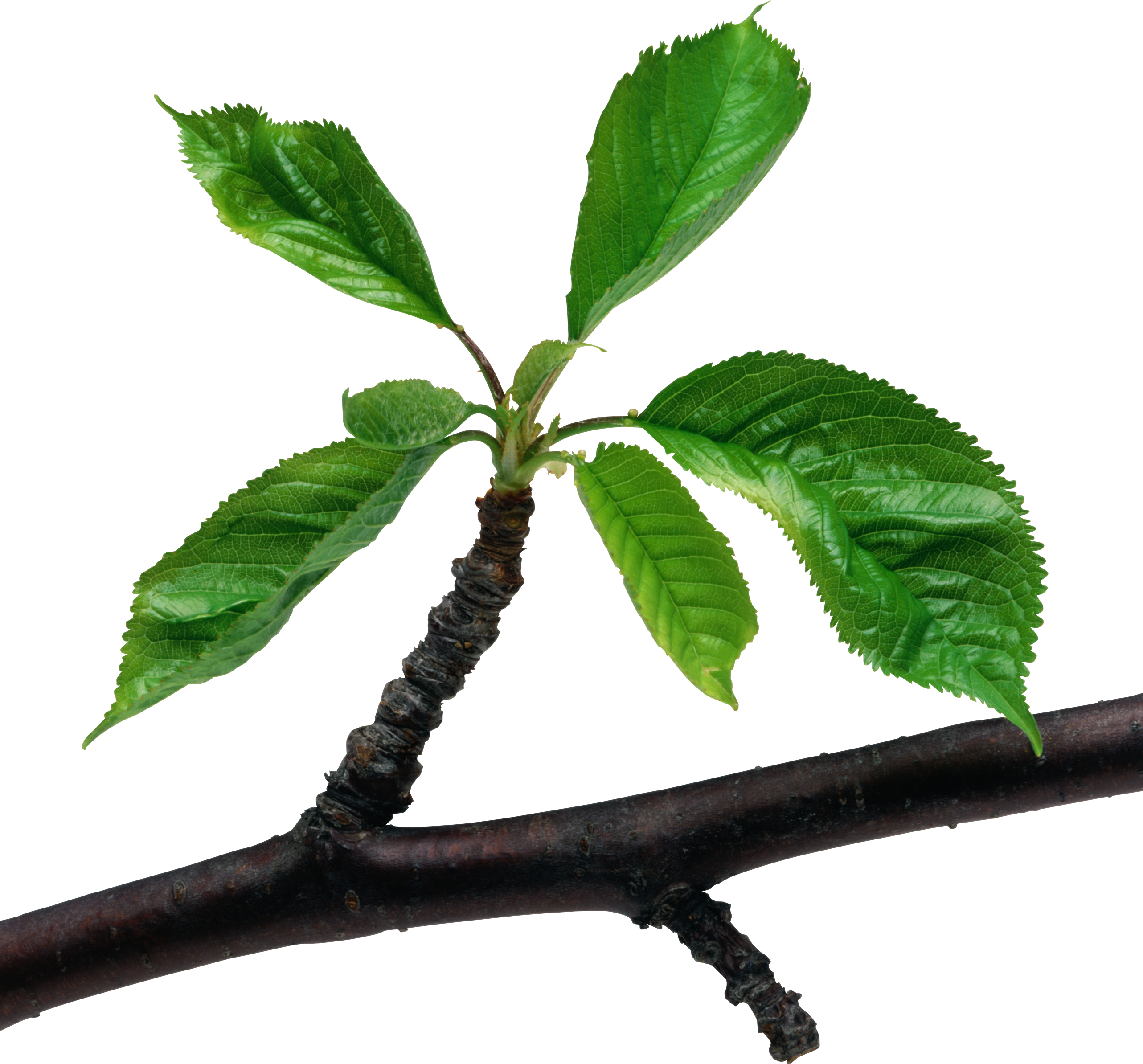 Vector Green Leafs Transparent PNG Image
