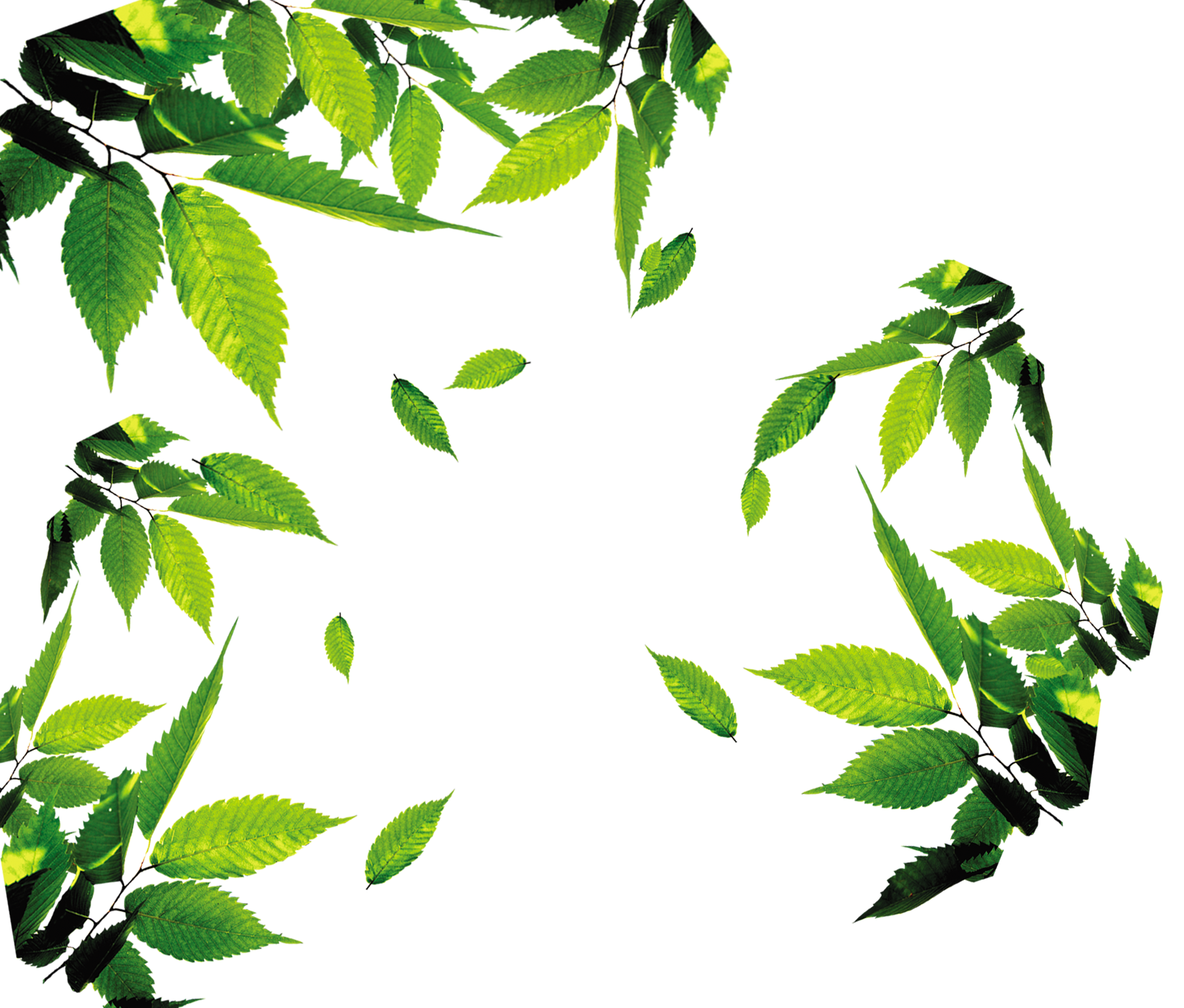 Vector Green Leafs Transparent PNG Image