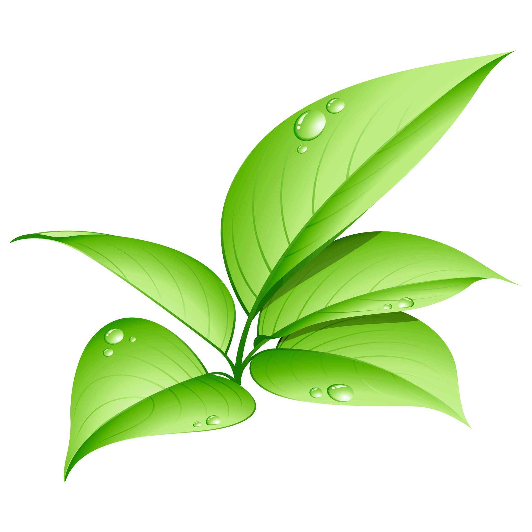 Pic Vector Green Leafs Transparent PNG Image