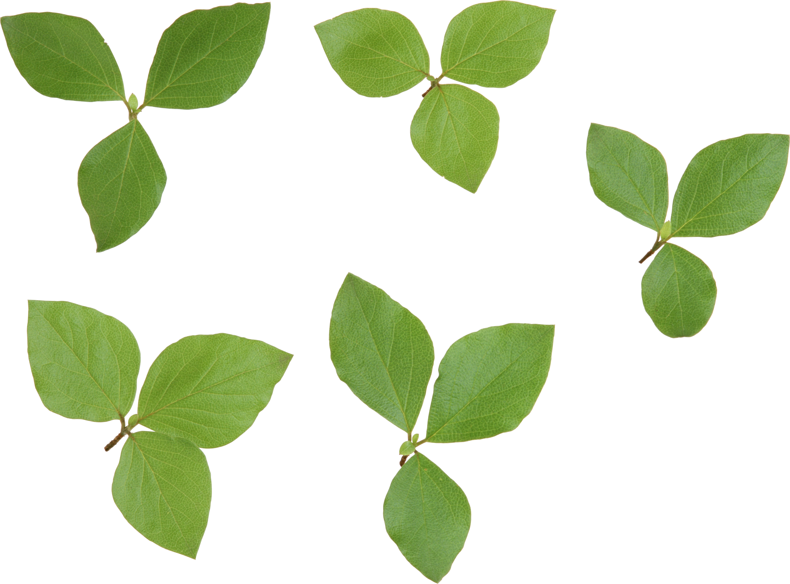 Vector Green Leafs Transparent PNG Image