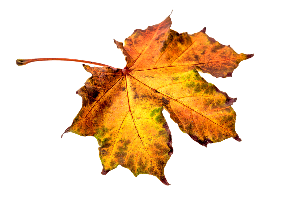 Leaf Transparent PNG Image