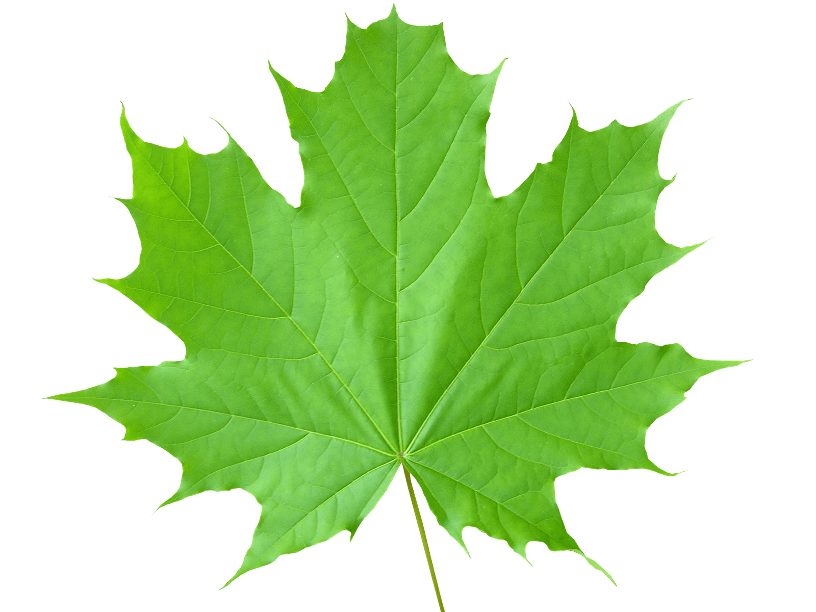 Leaf Transparent PNG Image