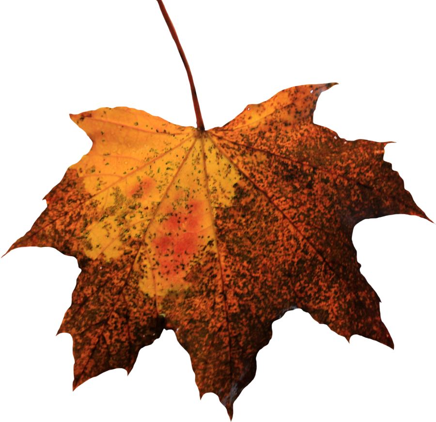 Leaf Transparent PNG Image