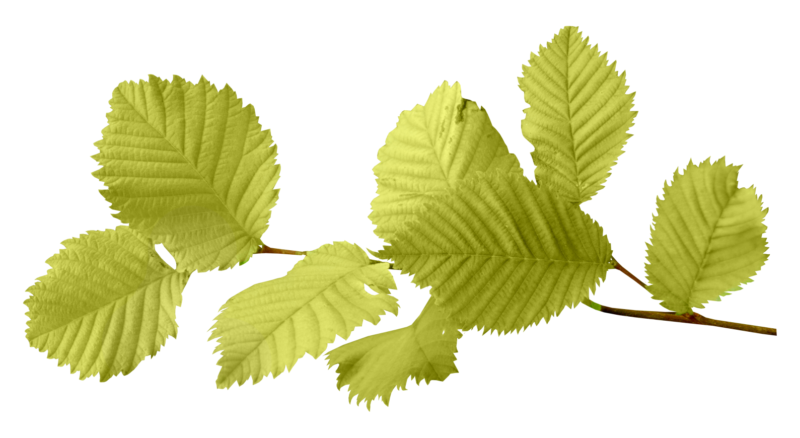 Leaf Transparent PNG Image