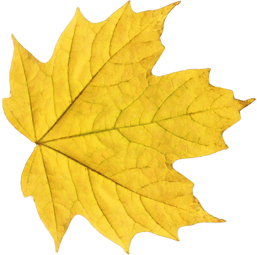 Leaf Transparent PNG Image