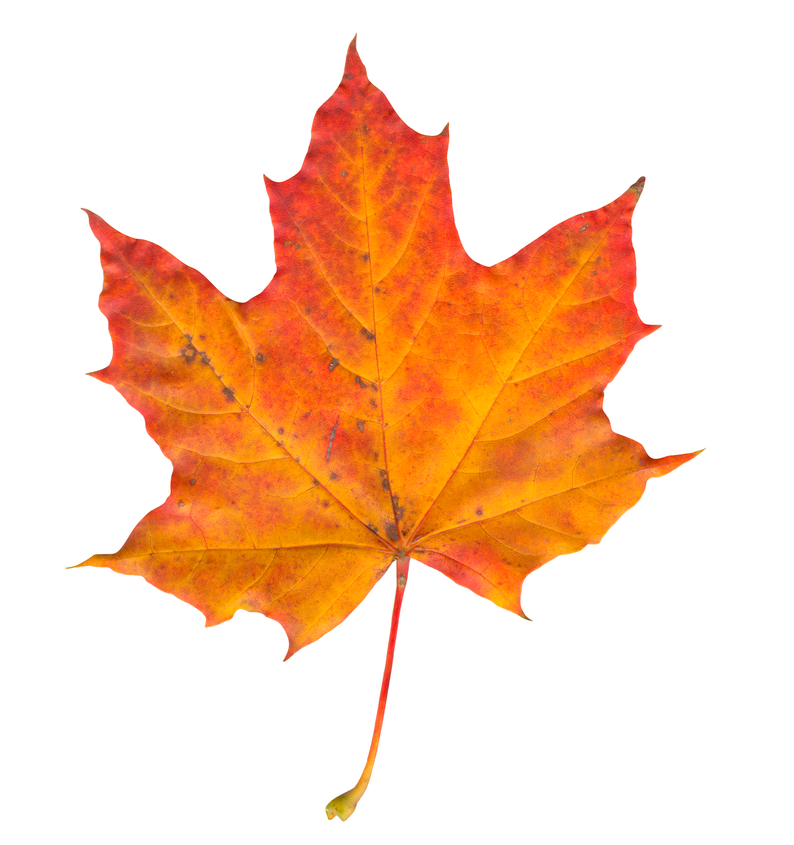 Leaf Transparent PNG Image