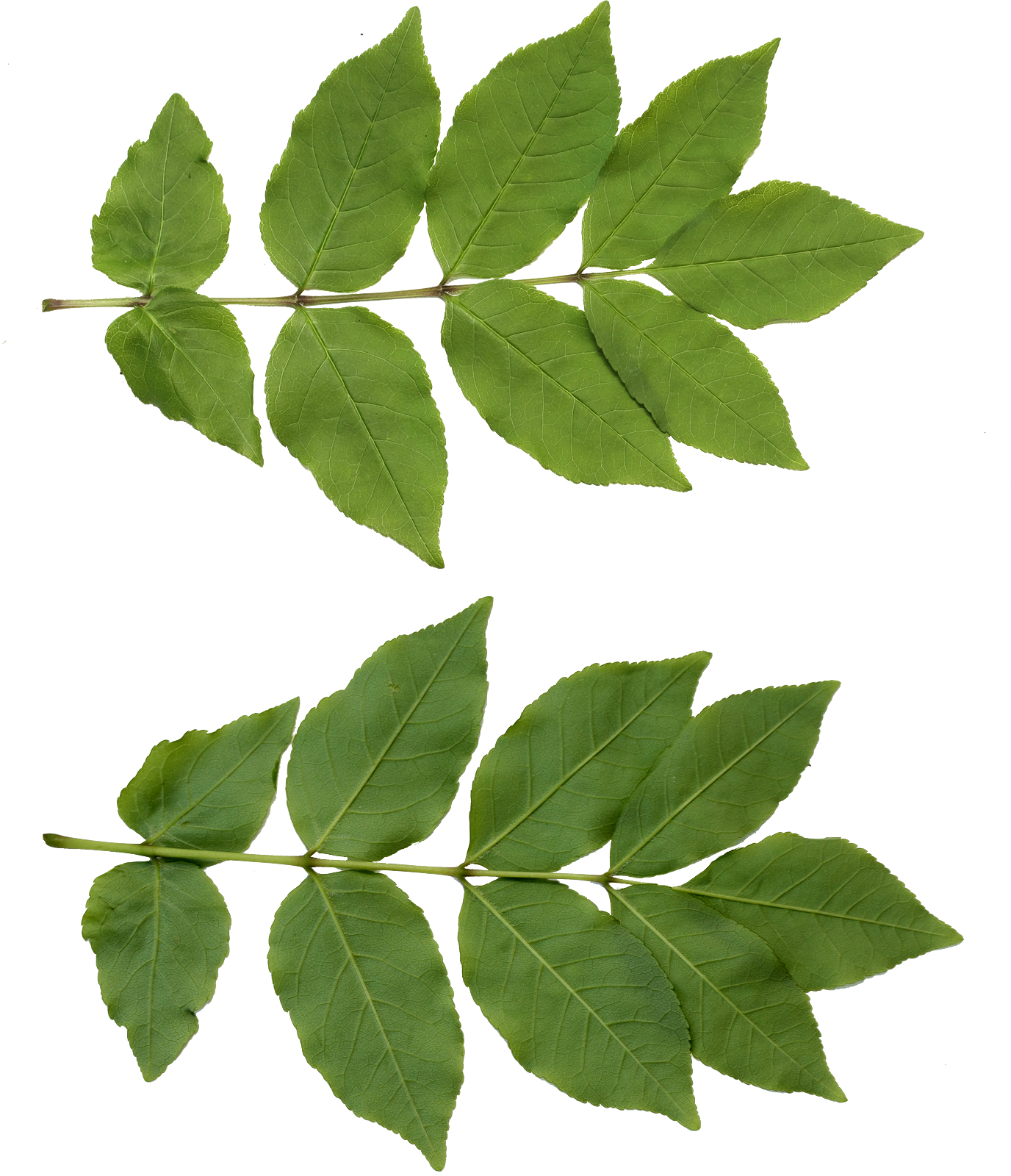Leaf Transparent PNG Image