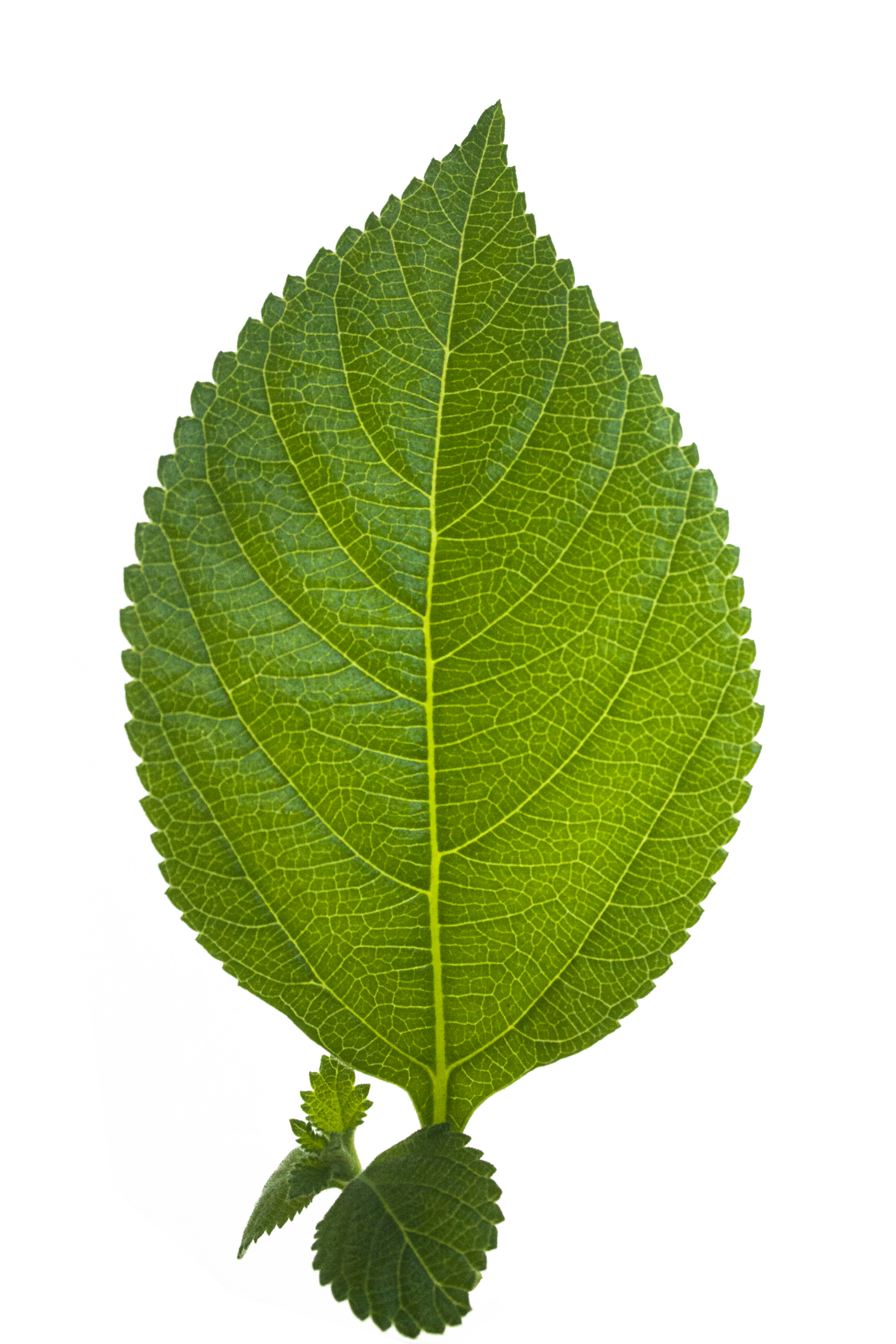 Leaf Transparent PNG Image
