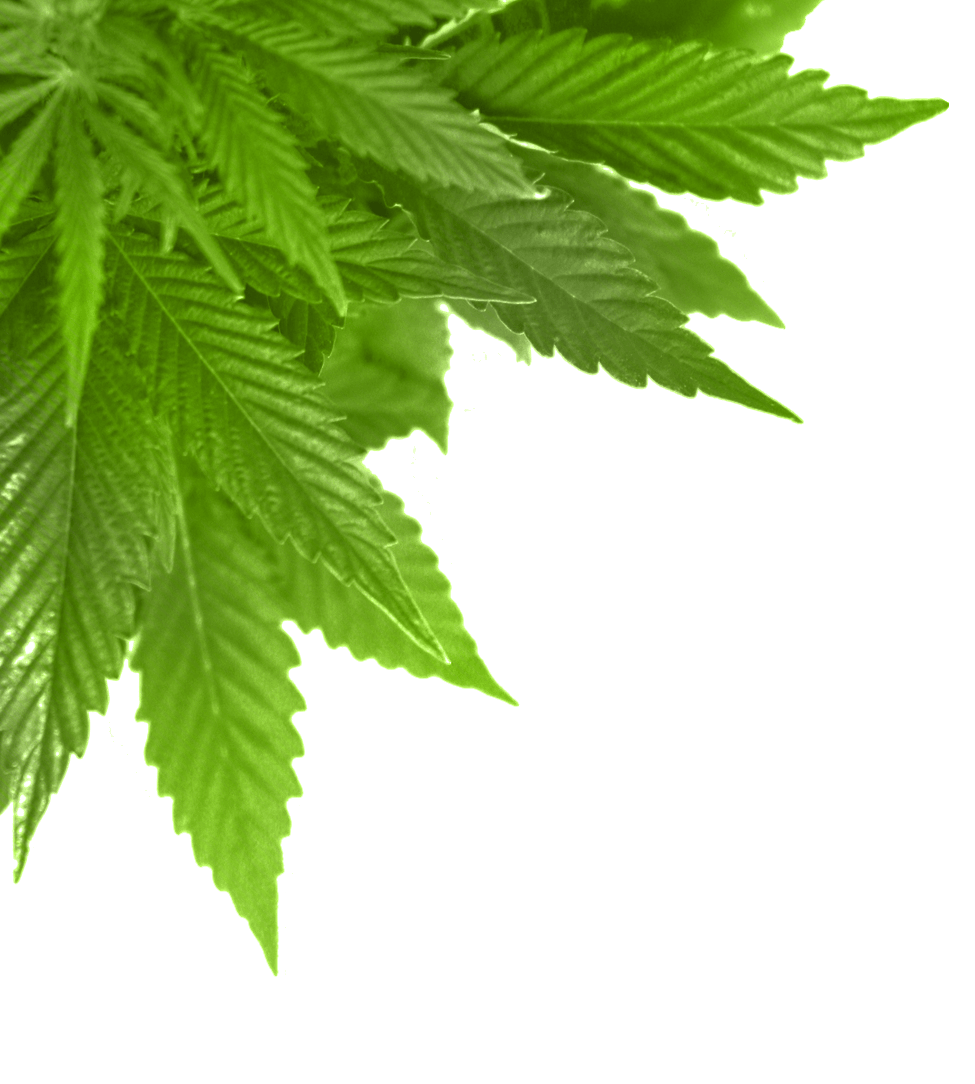 Green Leaf Transparent PNG Image