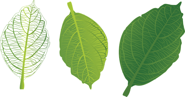 Green Leaf Transparent PNG Image