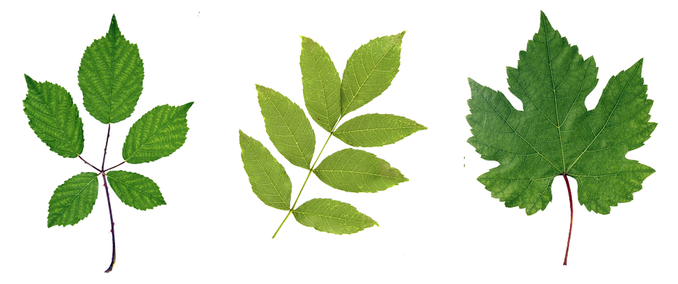 Green Leaf Transparent PNG Image