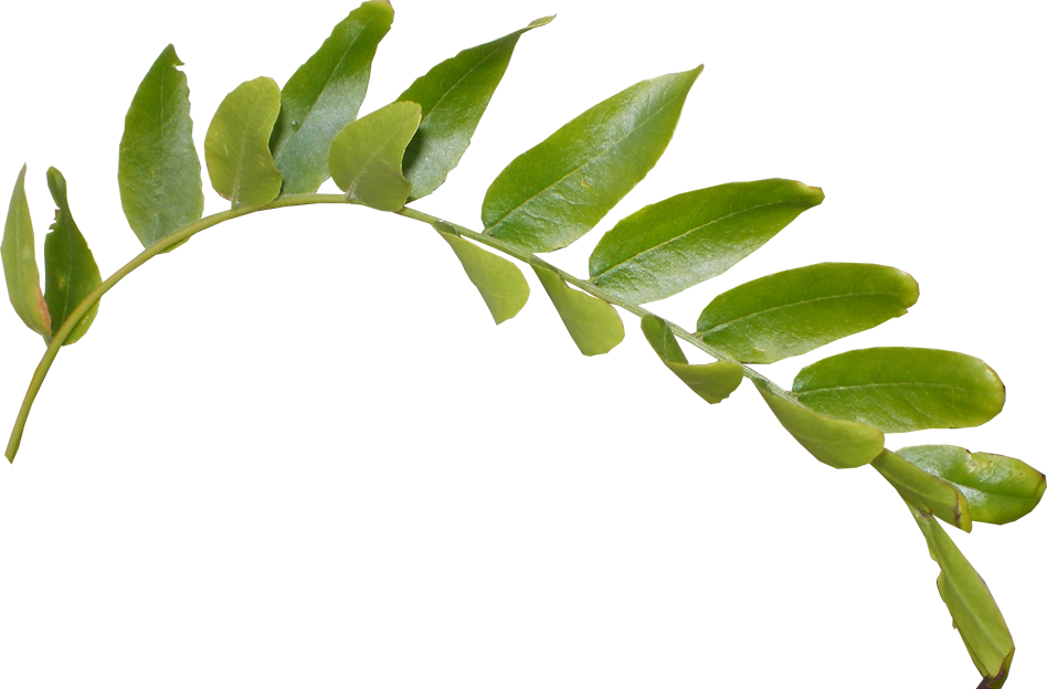Green Leaf Transparent PNG Image