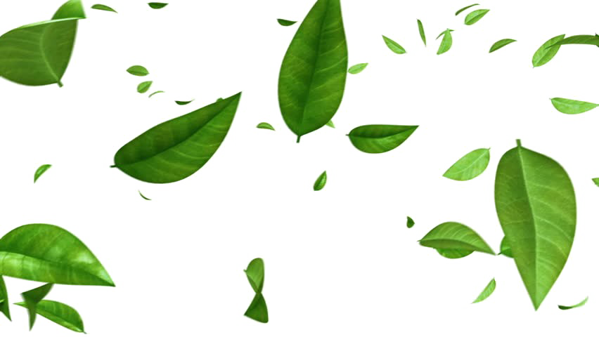 Green Leaf Transparent PNG Image