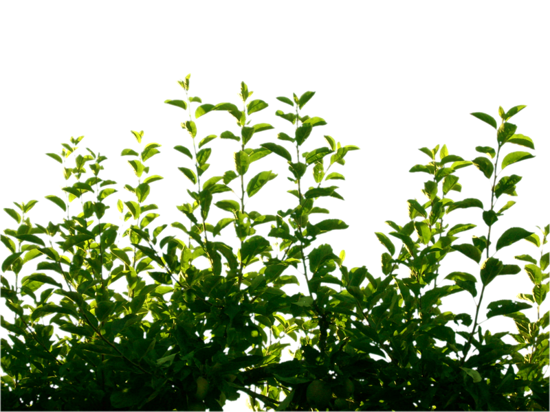 Green Leaf Transparent PNG Image
