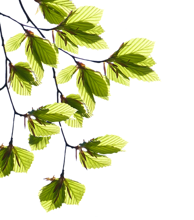 Green Leaf Transparent PNG Image
