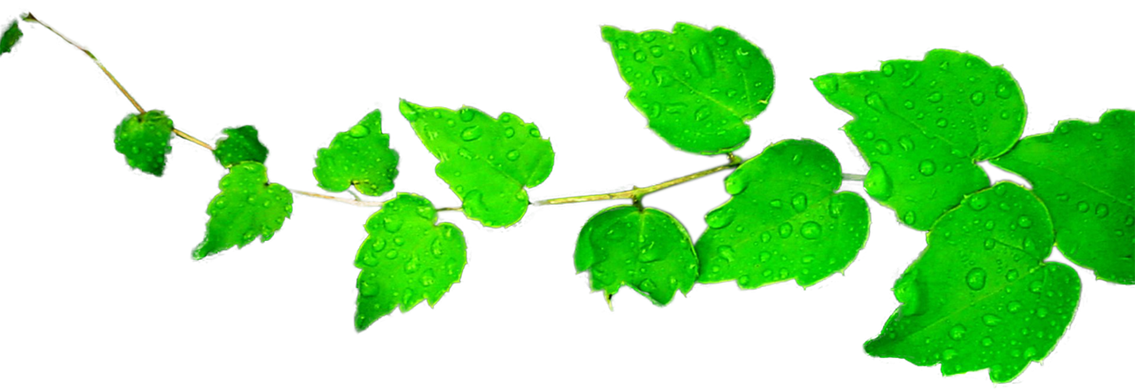 Green Leaf Transparent PNG Image