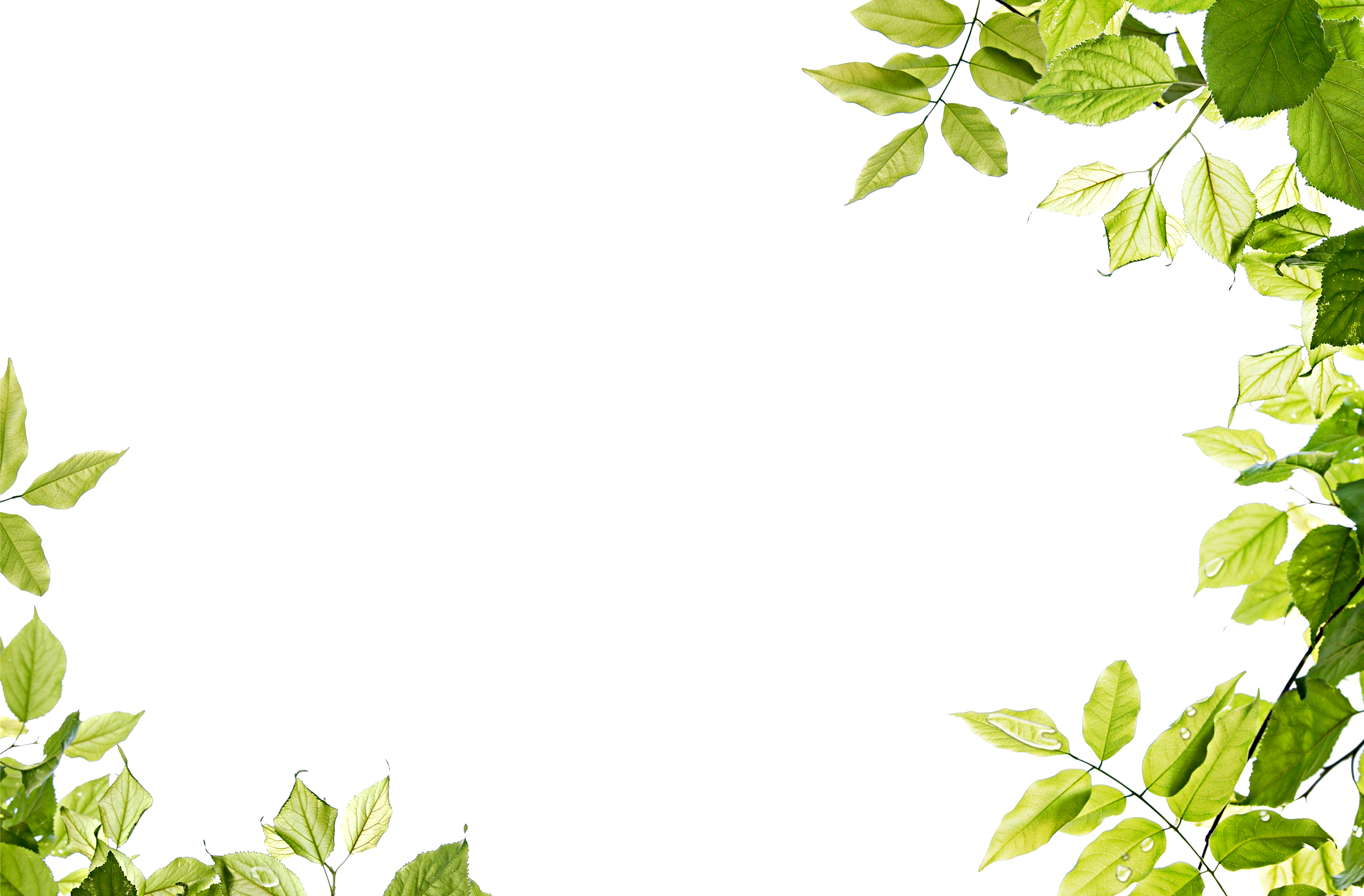Green Leaf Transparent PNG Image