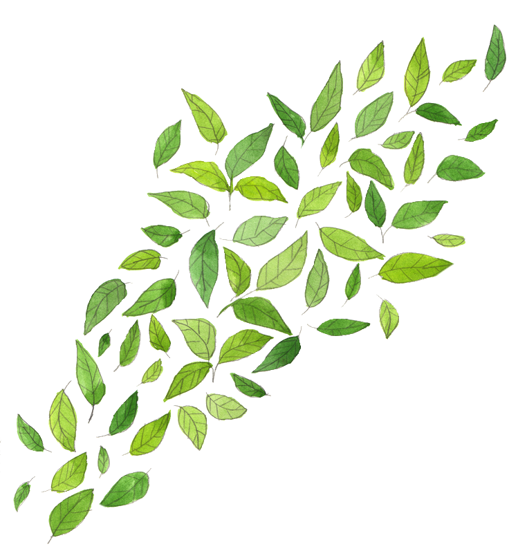 Green Leaf Transparent PNG Image