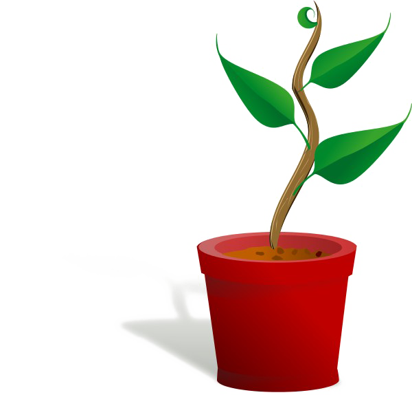 Growing Plant Transparent PNG Image