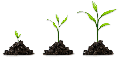 Growing Plant Transparent PNG Image