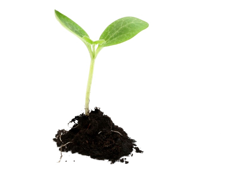 Growing Plant Transparent PNG Image