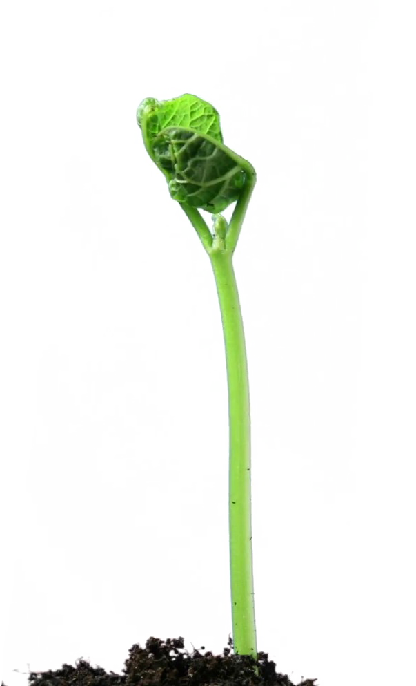 Growing Plant Transparent PNG Image