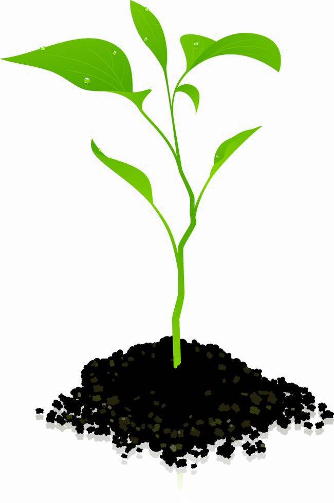 Growing Plant Transparent PNG Image