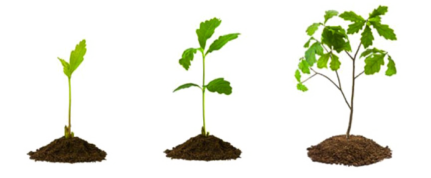 Growing Plant Transparent PNG Image