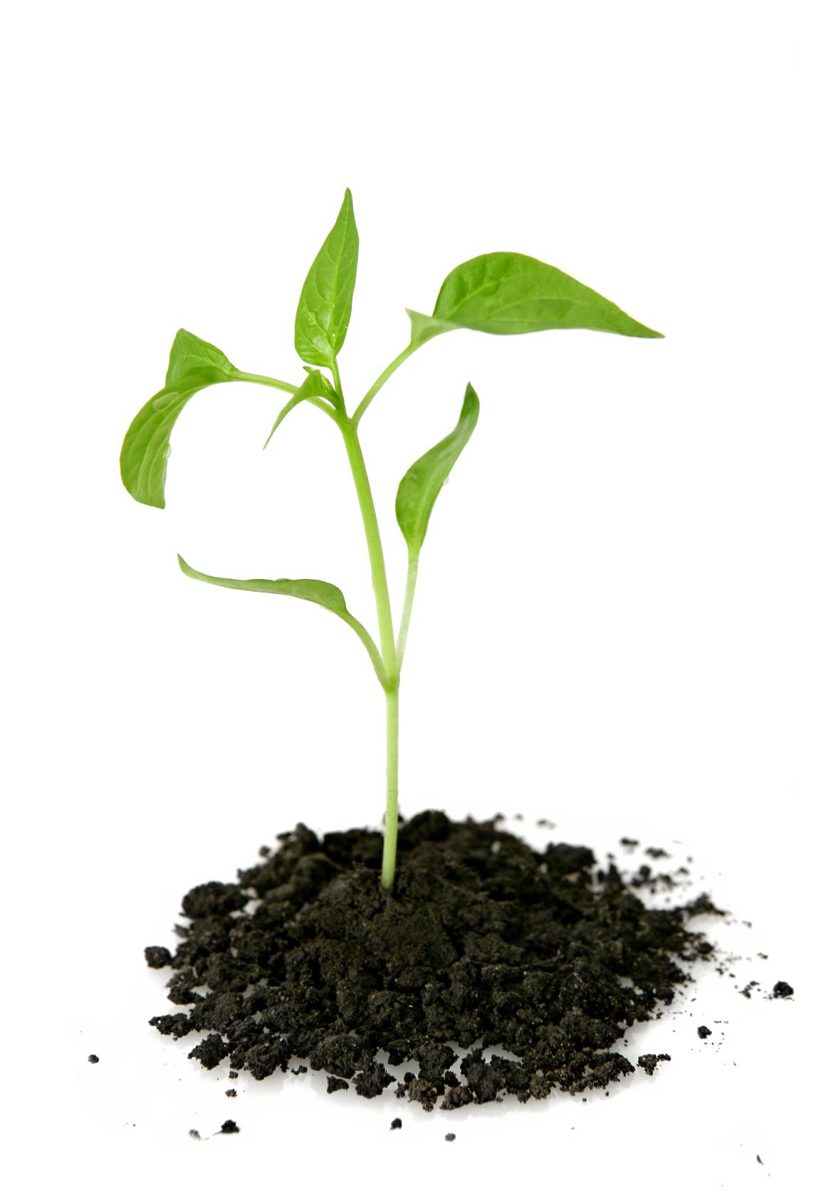 Growing Plant Transparent PNG Image