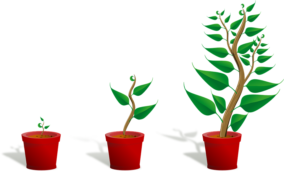Growing Plant Transparent PNG Image