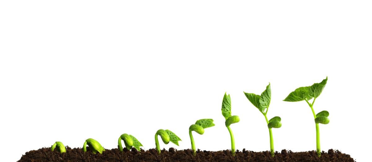 Growing Plant Transparent PNG Image