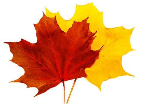 Falling Leaf Transparent PNG Image
