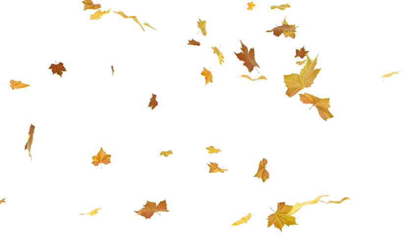 Falling Leaf Transparent PNG Image