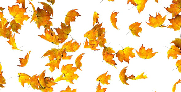 Falling Leaf Transparent PNG Image