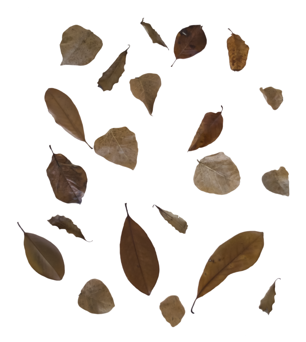 Falling Leaf Transparent PNG Image